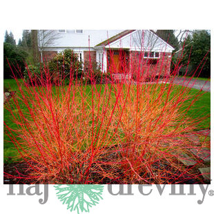 Svíb krvavý Midwinter Fire, v črepníku Cornus sanguinea
