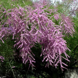 Tamariška kaspická, výška 125/150 cm, v črepníku Tamarix ramosissima