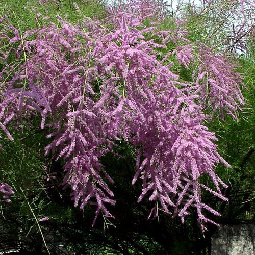 Tamariška kaspická, výška 80/100 cm, v črepníku 4l Tamarix ramosissima
