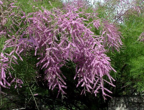 Tamariška kaspická, výška 80/100 cm, v črepníku 4l Tamarix ramosissima