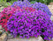 Tarička FLORADO NEON PINK, výška 15/25cm, v črepníku Aubrieta FLORADO NEON PINK