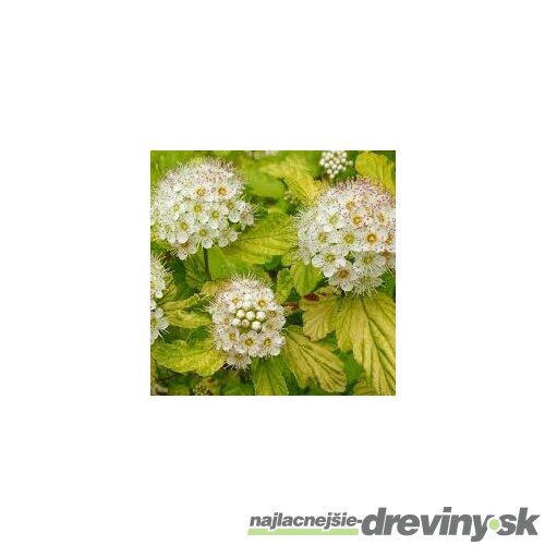 Tavoľa kalinolistá ‘Annys Gold‘, výška 20/+ cm, v črepníku 2l Physocarpus opulifolius ‘Annys Gold‘