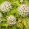 Tavoľa kalinolistá ‘Annys Gold‘, výška 20/+ cm, v črepníku 2l Physocarpus opulifolius ‘Annys Gold‘