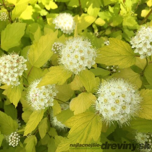 Tavoľa kalinolistá ‘Dart‘s Gold‘, výška 30/+ cm, v črepníku 2l Physocarpus opulifolius ‘Dart‘s Gold‘