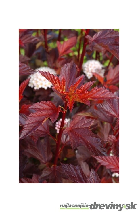 Tavoľa kalinolistá DIABLE D‘OR ‘Mindia‘ PBR, výška 30/+ cm, v črepníku 2l Physocarpus opulifolius DIABLE D‘OR ‘Mindia‘ PBR