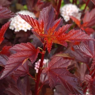 Tavoľa kalinolistá DIABLE D‘OR ‘Mindia‘ PBR, výška 30/+ cm, v črepníku 2l Physocarpus opulifolius DIABLE D‘OR ‘Mindia‘ PBR
