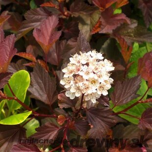 Tavoľa kalinolistá DIABLE D‘OR ‘Mindia‘ PBR, výška 40/+ cm, v črepníku 10l Physocarpus opulifolius DIABLE D‘OR ‘Mindia‘ PBR