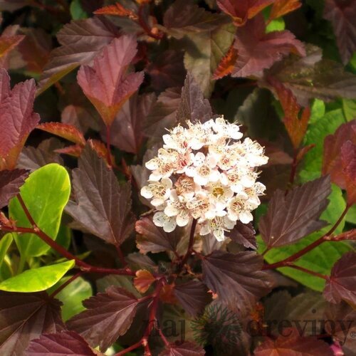 Tavoľa kalinolistá DIABLE D‘OR ‘Mindia‘ PBR, výška 40/+ cm, v črepníku 10l Physocarpus opulifolius DIABLE D‘OR ‘Mindia‘ PBR