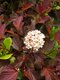 Tavoľa kalinolistá DIABLE D‘OR ‘Mindia‘ PBR, výška 40/+ cm, v črepníku 10l Physocarpus opulifolius DIABLE D‘OR ‘Mindia‘ PBR