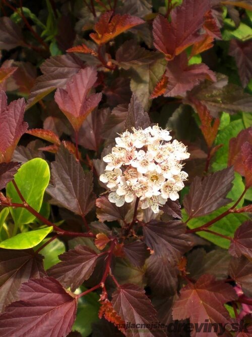 Tavoľa kalinolistá DIABLE D‘OR ‘Mindia‘ PBR, výška 40/+ cm, v črepníku 10l Physocarpus opulifolius DIABLE D‘OR ‘Mindia‘ PBR