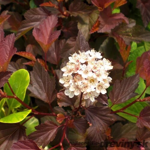 Tavoľa kalinolistá DIABLE D‘OR ‘Mindia‘ PBR, výška 40/+ cm, v črepníku 10l Physocarpus opulifolius DIABLE D‘OR ‘Mindia‘ PBR