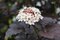 Tavoľa kalinolistá Diabolo na kmienku 80/100 cm, v črepníku Physocarpus opulifolius Diabolo