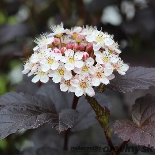Tavoľa kalinolistá Diabolo na kmienku 80/100 cm, v črepníku Physocarpus opulifolius Diabolo