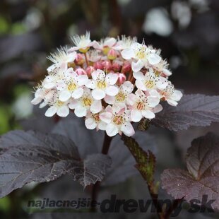 Tavoľa kalinolistá Diabolo na kmienku 80/100 cm, v črepníku Physocarpus opulifolius Diabolo