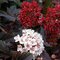 Tavoľa kalinolistá ‘Diabolo‘ PBR, výška 30/+ cm, v črepníku 2l Physocarpus opulifolius Diabolo