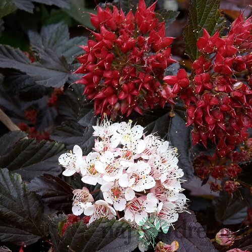 Tavoľa kalinolistá ‘Diabolo‘ PBR, výška 30/+ cm, v črepníku 2l Physocarpus opulifolius Diabolo