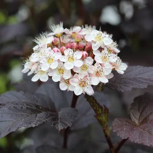 Tavoľa kalinolistá Lady in Red na kmienku 90cm, celková výška 120/140 cm, v črepníku Physocarpus opulifolius Diabolo