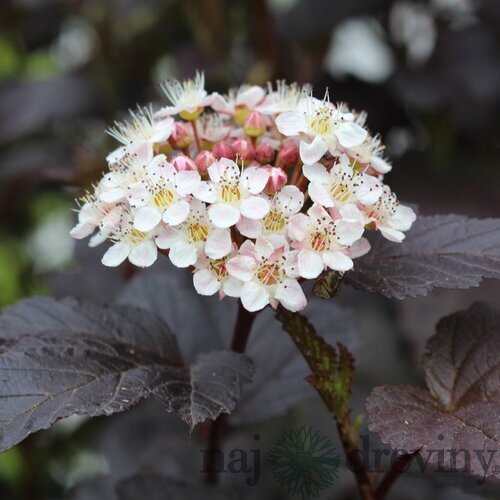 Tavoľa kalinolistá Lady in Red na kmienku 90cm, celková výška 120/140 cm, v črepníku Physocarpus opulifolius Diabolo