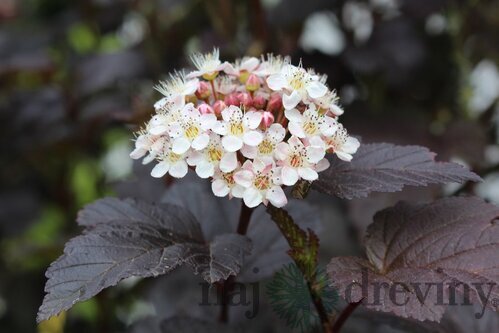 Tavoľa kalinolistá Lady in Red na kmienku 90cm, celková výška 120/140 cm, v črepníku Physocarpus opulifolius Diabolo
