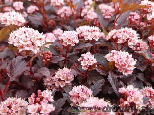 Tavoľa kalinolistá LITTLE JOKER ‘Hoogi021‘ PBR, výška 20/+ cm, v črepníku 2l Physocarpus opulifolius LITTLE JOKER ‘Hoogi021‘PBR