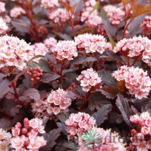 Tavoľa kalinolistá LITTLE JOKER ‘Hoogi021‘ PBR, výška 20/+ cm, v črepníku 2l Physocarpus opulifolius LITTLE JOKER ‘Hoogi021‘PBR