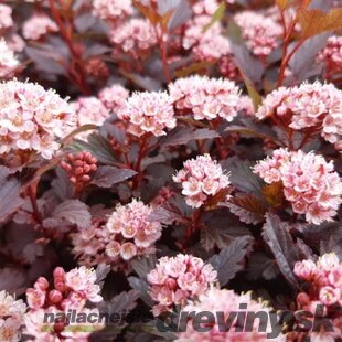 Tavoľa kalinolistá LITTLE JOKER ‘Hoogi021‘ PBR, výška 20/+ cm, v črepníku 2l Physocarpus opulifolius LITTLE JOKER ‘Hoogi021‘PBR