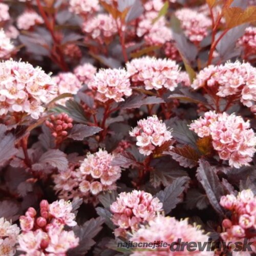 Tavoľa kalinolistá LITTLE JOKER ‘Hoogi021‘ PBR, výška 20/+ cm, v črepníku 2l Physocarpus opulifolius LITTLE JOKER ‘Hoogi021‘PBR