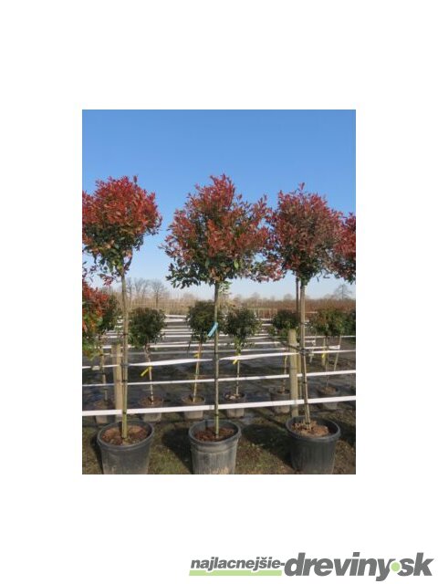 Tavoľa kalinolistá Luteus na kmienku 100/120 cm, v črepníku Physocarpus opulifolius Luteus