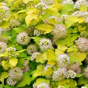Tavoľa kalinolistá ‘Luteus‘, výška 30/+ cm, v črepníku 2l Physocarpus opulifolius ‘Luteus‘