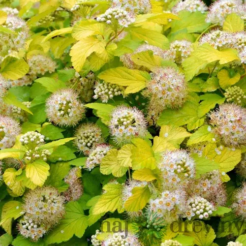 Tavoľa kalinolistá ‘Luteus‘, výška 30/+ cm, v črepníku 2l Physocarpus opulifolius ‘Luteus‘