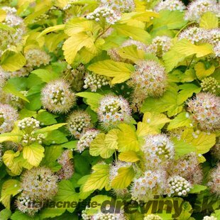 Tavoľa kalinolistá ‘Luteus‘, výška 30/+ cm, v črepníku 2l Physocarpus opulifolius ‘Luteus‘
