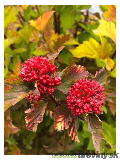 Tavoľa kalinolistá MAGIC BALL ‘LP1‘ PBR, výška 20/+ cm, v črepníku 2l Physocarpus opulifolius MAGIC BALL ‘LP1‘ PBR