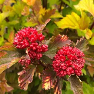 Tavoľa kalinolistá MAGIC BALL ‘LP1‘ PBR, výška 20/+ cm, v črepníku 2l Physocarpus opulifolius MAGIC BALL ‘LP1‘ PBR