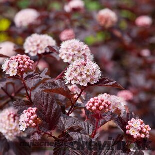 Tavoľa kalinolistá Red Baron 40/60 cm, v črepníku 10l Physocarpus opulifolius Red Baron