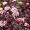 Tavoľa kalinolistá Red Baron 40/60 cm, v črepníku 10l Physocarpus opulifolius Red Baron