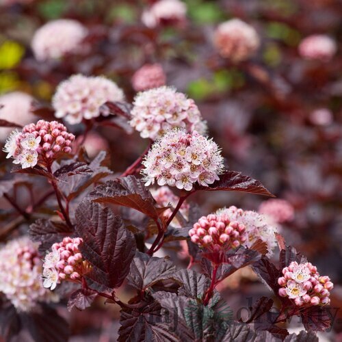 Tavoľa kalinolistá ‘Red Baron‘, výška 30/+ cm, v črepníku 2l Physocarpus opulifolius Red Baron