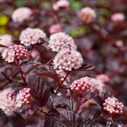 Tavoľa kalinolistá ‘Red Baron‘, výška 30/+ cm, v črepníku 2l Physocarpus opulifolius Red Baron