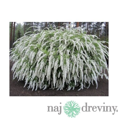 Tavoľník cinerea Grefsheim, výška 30/+ cm, v črepníku 2l Spiraea cinerea Grefsheim