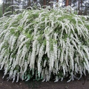 Tavoľník cinerea Grefsheim, výška 30/+ cm, v črepníku 2l Spiraea cinerea Grefsheim