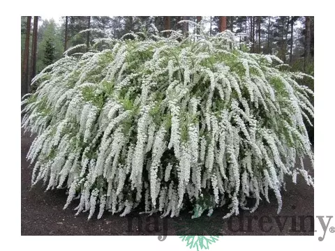 Tavoľník cinerea Grefsheim, výška 30/+ cm, v črepníku 2l Spiraea cinerea Grefsheim