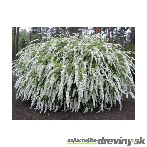 Tavoľník cinerea Grefsheim, výška 30/+ cm, v črepníku 2l Spiraea cinerea Grefsheim