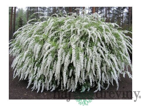 Tavoľník cinerea Grefsheim, výška 30/+ cm, v črepníku 2l Spiraea cinerea Grefsheim