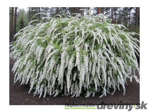 Tavoľník cinerea Grefsheim, výška 30/+ cm, v črepníku 2l Spiraea cinerea Grefsheim