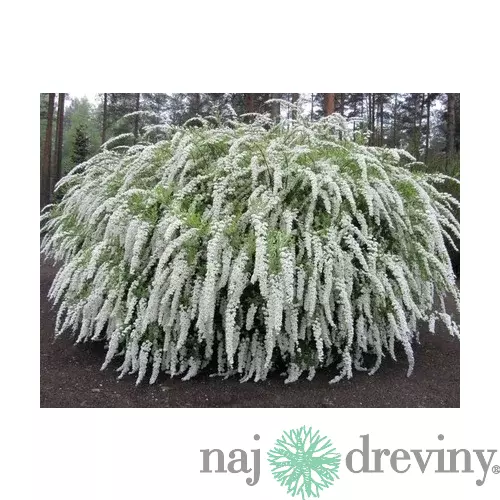 Tavoľník cinerea Grefsheim, výška 30/+ cm, v črepníku 2l Spiraea cinerea Grefsheim