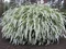 Tavoľník cinerea Grefsheim, výška 30/+ cm, v črepníku 2l Spiraea cinerea Grefsheim