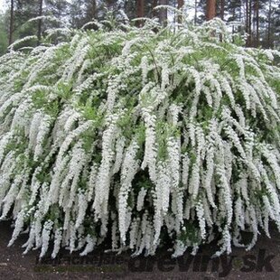 Tavoľník cinerea Gresfsheim 20/40 cm, v črepníku 2l Spiraea cinerea Grefsheim