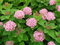 Tavoľník hustokvetý, výška 20/+ cm, v črepníku Spiraea densiflora