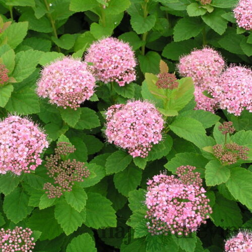 Tavoľník hustokvetý, výška 20/+ cm, v črepníku Spiraea densiflora