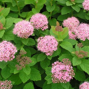 Tavoľník hustokvetý, výška 20/+ cm, v črepníku Spiraea densiflora