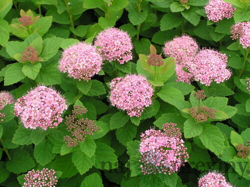 Tavoľník hustokvetý, výška 20/+ cm, v črepníku Spiraea densiflora